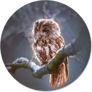 Label2X - Muurcirkel uil tak - Ø 140 cm - Dibond - Multicolor - Wandcirkel - Rond Schilderij - Muurdecoratie Cirkel - Wandecoratie rond - Decoratie voor woonkamer of slaapkamer