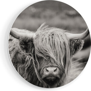 Artaza Forex Muurcirkel Schotse Hooglander Koe - Zwart Wit - 90x90 cm - Groot - Wandcirkel - Rond Schilderij - Muurdecoratie Cirkel