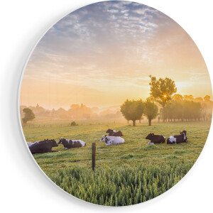 Artaza Forex Muurcirkel Koeien In De Wei Tijdens Zonsopgang - 40x40 cm - Klein - Wandcirkel - Rond Schilderij - Wanddecoratie Cirkel