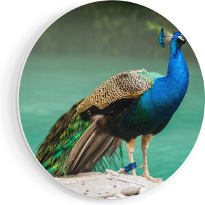 Artaza Forex Muurcirkel Kleurrijke Pauw Bij Het Water - 90x90 cm - Groot - Wandcirkel - Rond Schilderij - Muurdecoratie Cirkel