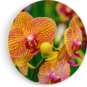 Artaza Forex Muurcirkel Geel Rode Orchidee Bloemen - 80x80 cm - Groot - Wandcirkel - Rond Schilderij - Wanddecoratie Cirkel