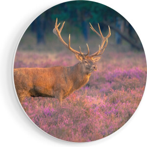Artaza Forex Muurcirkel Hert In De Weide Tijdens Zonsondergang - 70x70 cm - Wandcirkel - Rond Schilderij - Wanddecoratie Cirkel - Muurdecoratie