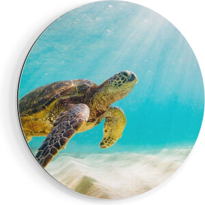Artaza Dibond Muurcirkel Schildpad Zwemt in de Helder Blauwe Zee - Ø 80 cm - Groot - Wandcirkel - Rond Schilderij - Voor Binnen en Buiten
