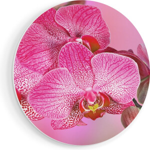 Artaza Forex Muurcirkel Roze Orchidee Bloemen - 70x70 cm - Wandcirkel - Rond Schilderij - Wanddecoratie Cirkel - Muurdecoratie