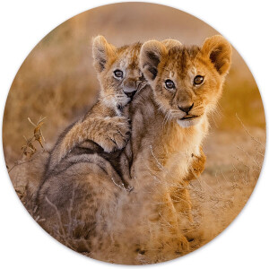 Label2X - Muurcirkel welpjes - Ø 30 cm - Dibond - Multicolor - Wandcirkel - Rond Schilderij - Muurdecoratie Cirkel - Wandecoratie rond - Decoratie voor woonkamer of slaapkamer