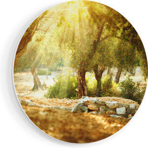 Artaza Forex Muurcirkel Olijfbomen - Olijfboomgaard - 80x80 cm - Groot - Wandcirkel - Rond Schilderij - Wanddecoratie Cirkel
