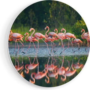 Artaza Forex Muurcirkel Kudde Flamingo's op het Water - 90x90 cm - Groot - Wandcirkel - Rond Schilderij - Muurdecoratie Cirkel