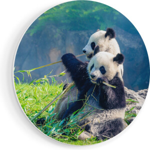 Artaza Forex Muurcirkel Twee Panda's Eten Bamboe Riet - 50x50 cm - Klein - Wandcirkel - Rond Schilderij - Muurdecoratie Cirkel