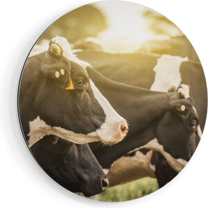 Artaza Dibond Muurcirkel Zwart Wit Koeien In De Wei Met Zon - Ø 60 cm - Wandcirkel - Rond Schilderij - Voor Binnen en Buiten