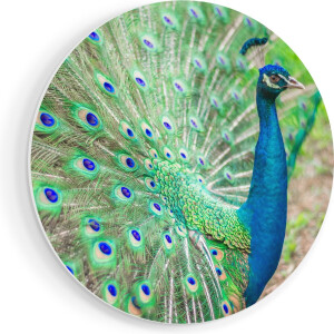 Artaza Forex Muurcirkel Pauw Met Kleurrijke Veren - 80x80 cm - Groot - Wandcirkel - Rond Schilderij - Wanddecoratie Cirkel