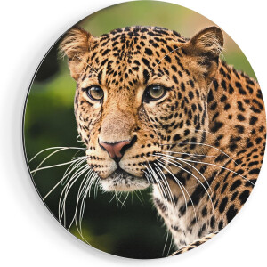 Artaza Dibond Muurcirkel Luipaard Van Dichtbij - Ø 90 cm - Groot - Wandcirkel - Rond Schilderij - Voor Binnen en Buiten
