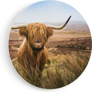 Artaza Forex Muurcirkel Schotse Hooglander Koe In Het Veld - 50x50 cm - Klein - Wandcirkel - Rond Schilderij - Muurdecoratie Cirkel