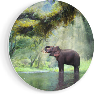 Artaza Forex Muurcirkel Vrolijke Olifant In Het Water - 50x50 cm - Klein - Wandcirkel - Rond Schilderij - Muurdecoratie Cirkel