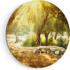 Artaza Dibond Muurcirkel Olijfbomen - Olijfboomgaard  - Ø 60 cm - Wandcirkel - Rond Schilderij - Voor Binnen en Buiten