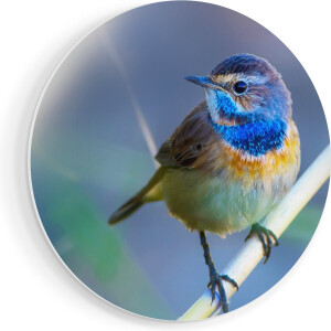 Artaza Forex Muurcirkel Kleurrijke Blauwborst Vogel Op Een Tak - 80x80 cm - Groot - Wandcirkel - Rond Schilderij - Wanddecoratie Cirkel