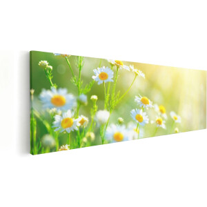 Artaza Canvas Schilderij Witte Kamille Bloemen Met Zonneschijn - 120x40 - Groot - Foto Op Canvas - Canvas Print