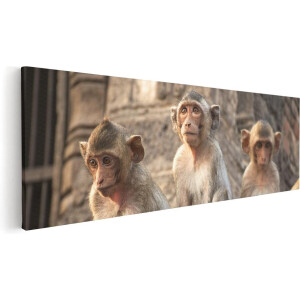 Artaza Canvas Schilderij Drie Kleine Apen Naast Elkaar - 60x20 - Foto Op Canvas - Canvas Print