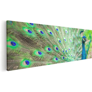 Artaza Canvas Schilderij Pauw Met Kleurrijke Veren  - 60x20 - Foto Op Canvas - Canvas Print