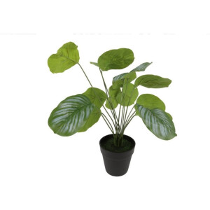 Countryfield Kunstplant Calathea Fasciata