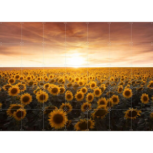 IXXI Sunflower Sunrise France, Claire Droppert - 140 x 100 cm - Gratis ophangtool - Grote wanddecoratie en posters - Impressionisme, Realisme