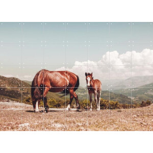 IXXI Wild Horses, Ingrid Beddoes - 140 x 100 cm - Gratis ophangtool - Grote wanddecoratie en posters - Fotografie, Naturalisme, Woonkamer, Platteland