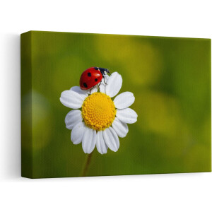 Artaza Canvas Schilderij Madeliefje - 30x20 cm - Klein - Wanddecoratie Bloem - Muurdecoratie Lieveheersbeestje - Schilderijen Op Canvas