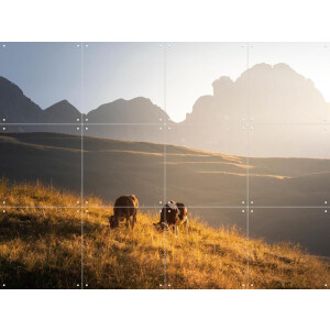 IXXI Trentino Cows in the Dolomites, Claire Droppert - 80 x 60 cm - Gratis ophangtool - Grote wanddecoratie en posters - Realisme, Naturalisme