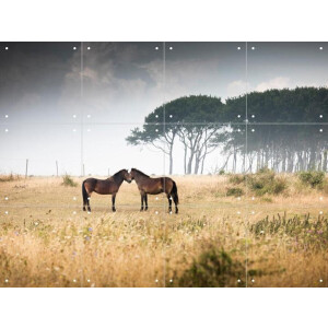 IXXI Vilde Heste Denmark Horses, Claire Droppert - 80 x 60 cm - Gratis ophangtool - Grote wanddecoratie en posters - Realisme, Naturalisme