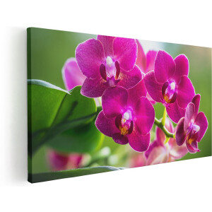 Artaza Canvas Schilderij Roze Orchidee Bloemen - 60x30 - Foto Op Canvas - Canvas Print