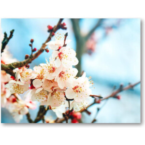 Abrikozenboom met prachtig gekleurde bloemen - 40x30 Canvas Liggend - Natuur - Bloemen