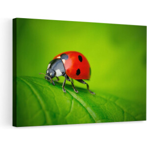 Artaza Canvas Schilderij - Lieveheersbeestje op een Groen Blad - 90x60 - Foto Op Canvas - Canvas Print - Muurdecoratie