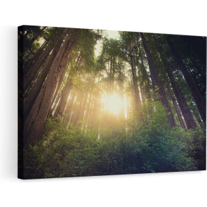 Artaza Canvas Schilderij Bos met Zon tussen de Hoge Bomen - 90x60 - Foto Op Canvas - Canvas Print - Muurdecoratie