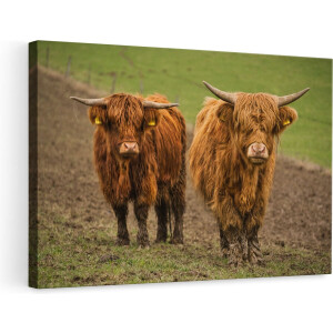 Artaza Canvas Schilderij - Twee Schotse Hooglanders in de Weide - 90x60 - Foto Op Canvas - Canvas Print - Muurdecoratie