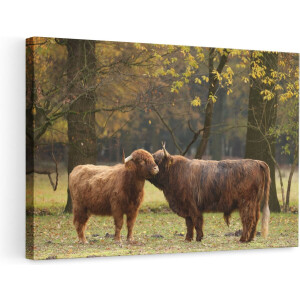 Artaza Canvas Schilderij - Twee Schotse Hooglanders Kussen Elkaar - Liefde - 90x60 - Foto Op Canvas - Canvas Print - Muurdecoratie