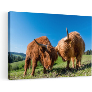 Artaza Canvas Schilderij - Twee Schotse Hooglanders op een Heuvel - 90x60 - Foto Op Canvas - Canvas Print - Muurdecoratie