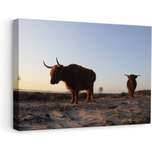 Artaza Canvas Schilderij Schotse Hooglander - 60x40 cm - Wanddecoratie Woonkamer - Muurdecoratie Dieren - Zonsopgang Natuur