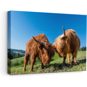Artaza - Canvas Schilderij - Twee Schotse Hooglanders op een Heuvel - 60x40 - Foto Op Canvas - Canvas Print