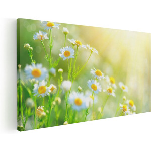 Artaza Canvas Schilderij Witte Kamille Bloemen Met Zonneschijn - 100x50 cm - Groot - Wanddecoratie Woonkamer - Schilderijen - Muurdecoratie