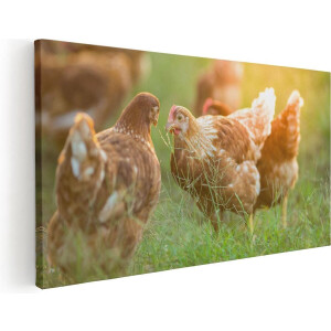 Artaza Canvas Schilderij Kippen op het Gras  - 40x20 - Klein - Foto Op Canvas - Canvas Print