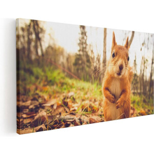 Artaza Canvas Schilderij Eekhoorn in het Bos tijdens de Herfst - 80x40 - Foto Op Canvas - Canvas Print
