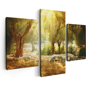 Artaza Canvas Schilderij Drieluik Olijfbomen - Olijfboomgaard  - 90x60 - Foto Op Canvas - Canvas Print