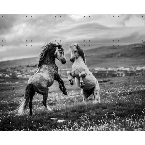 IXXI Wild and Free, Bridgeman Images - 100 x 80 cm - Gratis ophangtool - Grote wanddecoratie en posters - Fotografie, Woonkamer, Wilde dieren, Dieren