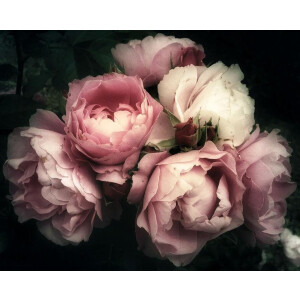 Kristal Helder Galerie kwaliteit Plexiglas 5mm.- Blind Aluminium Ophang-frame- Fotokunst 'Pioen Roses'- luxe wanddecoratie- Akoestisch en UV Werend- inclusief verzending