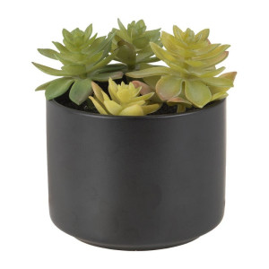 Vetplant in keramiek potje - zwart - 7,5 cm hoog