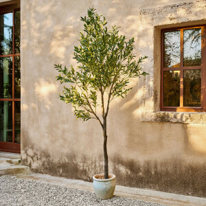 Decoratieve olijfboom Faelira
