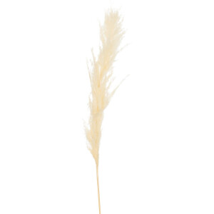 J-Line decoratie tak Pluim Pampasgras - riet - ecru - medium - 12 stuks