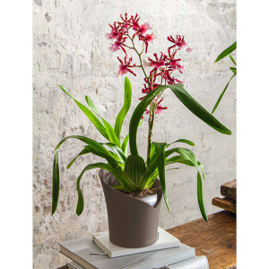 LECHUZA Plantenbak ORCHIDEA ALL-IN-ONE ø 18 cm taupe