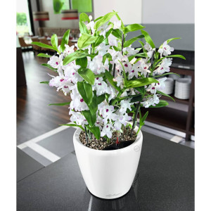 LECHUZA Tafelplantenbak CLASSICO Premium 21 LS ALL-IN-ONE wit