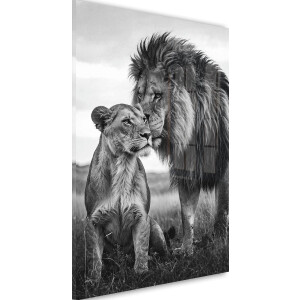 Glasschilderij De liefde tussen leeuw en leeuwin - Zwart / Wit - 30 x 20 cm - Leeuwen familie - Acrylaat - Inclusief wandbevestiging - Foto op plexiglas - Wanddecoratie woonkamer - Dieren - Natuur - Afrika
