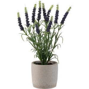 J-Line Lavendel In Pot Plastiek Donker Paars